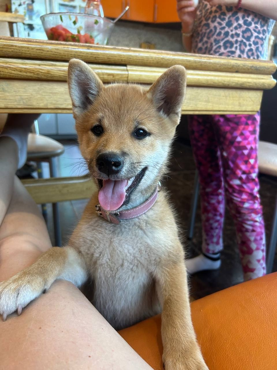 сиба питомник Рубилайт щенки на продажу rubylight  сиба щенки купить СПб Санкт-Петербург