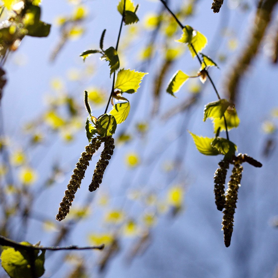 Деревья. Природа севера