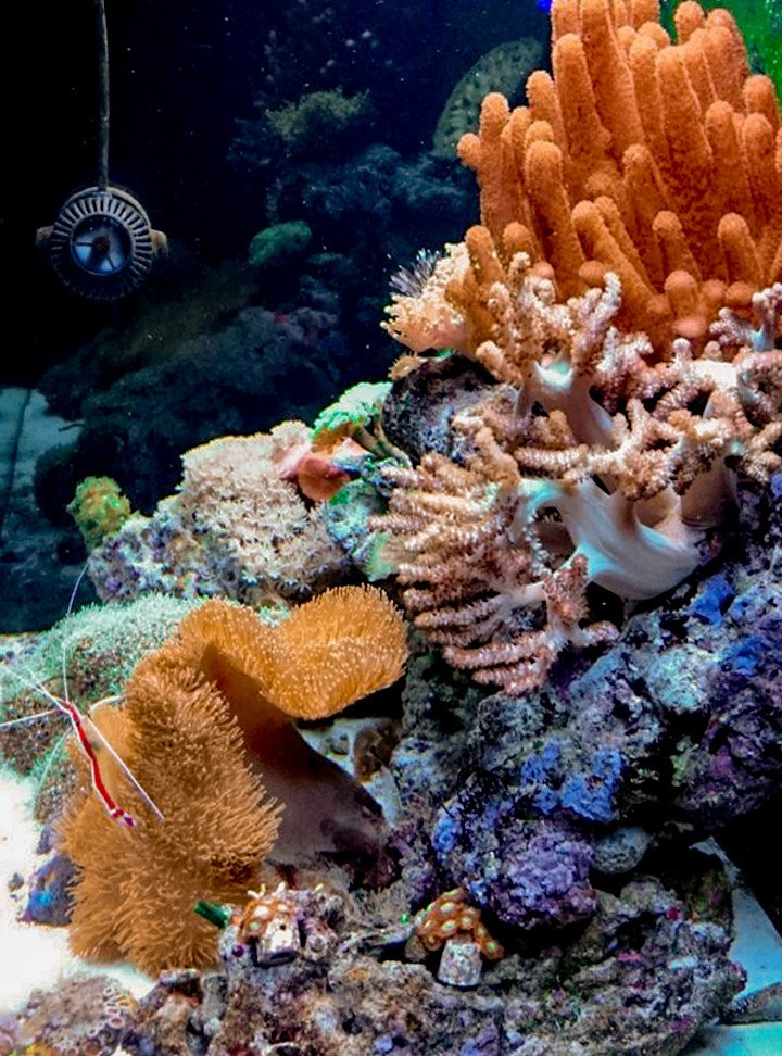 Портфолио морских аквариумов. Максим Ерёмин. Home