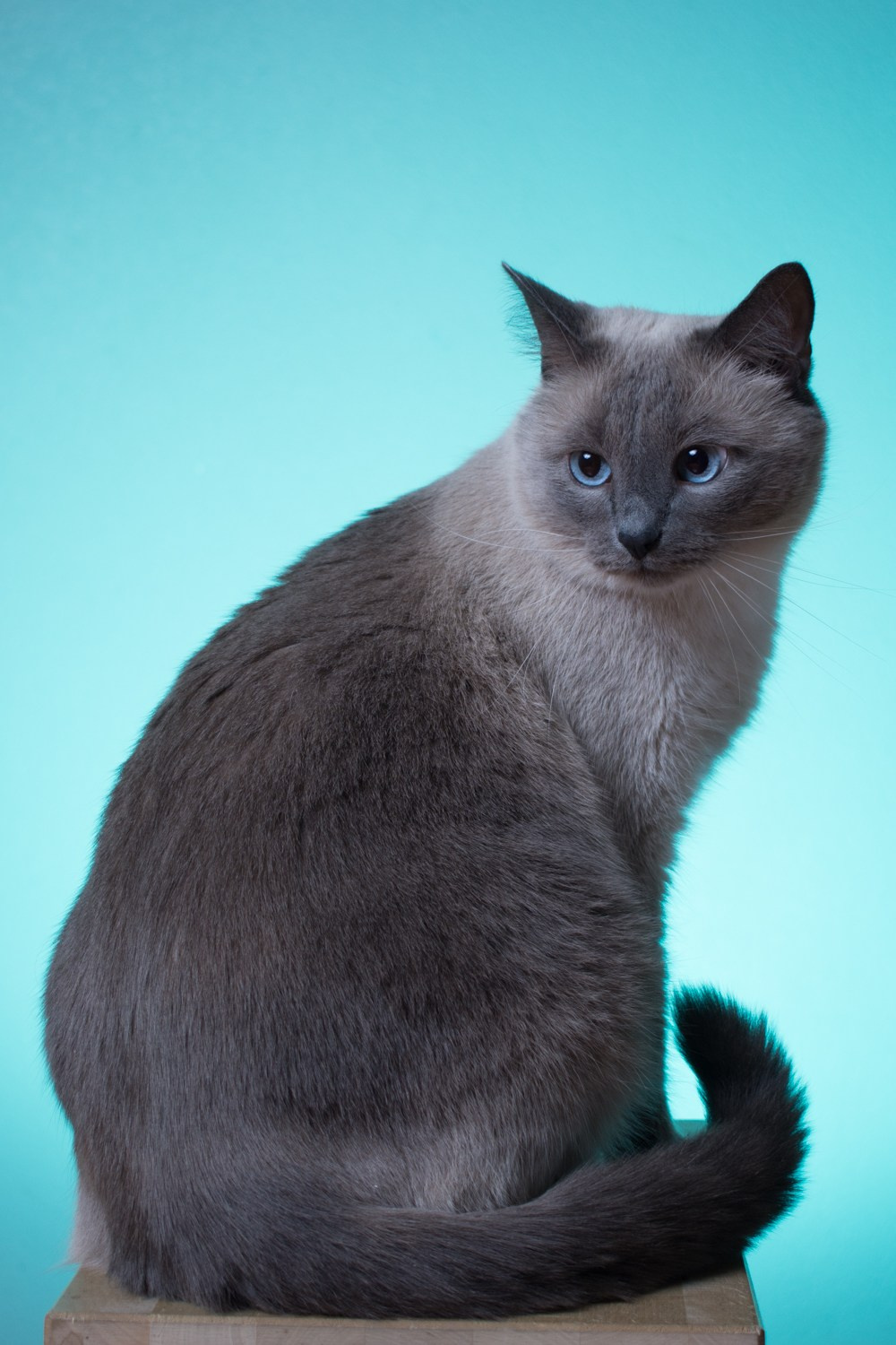 Коты. Фотограф Максим Буряк