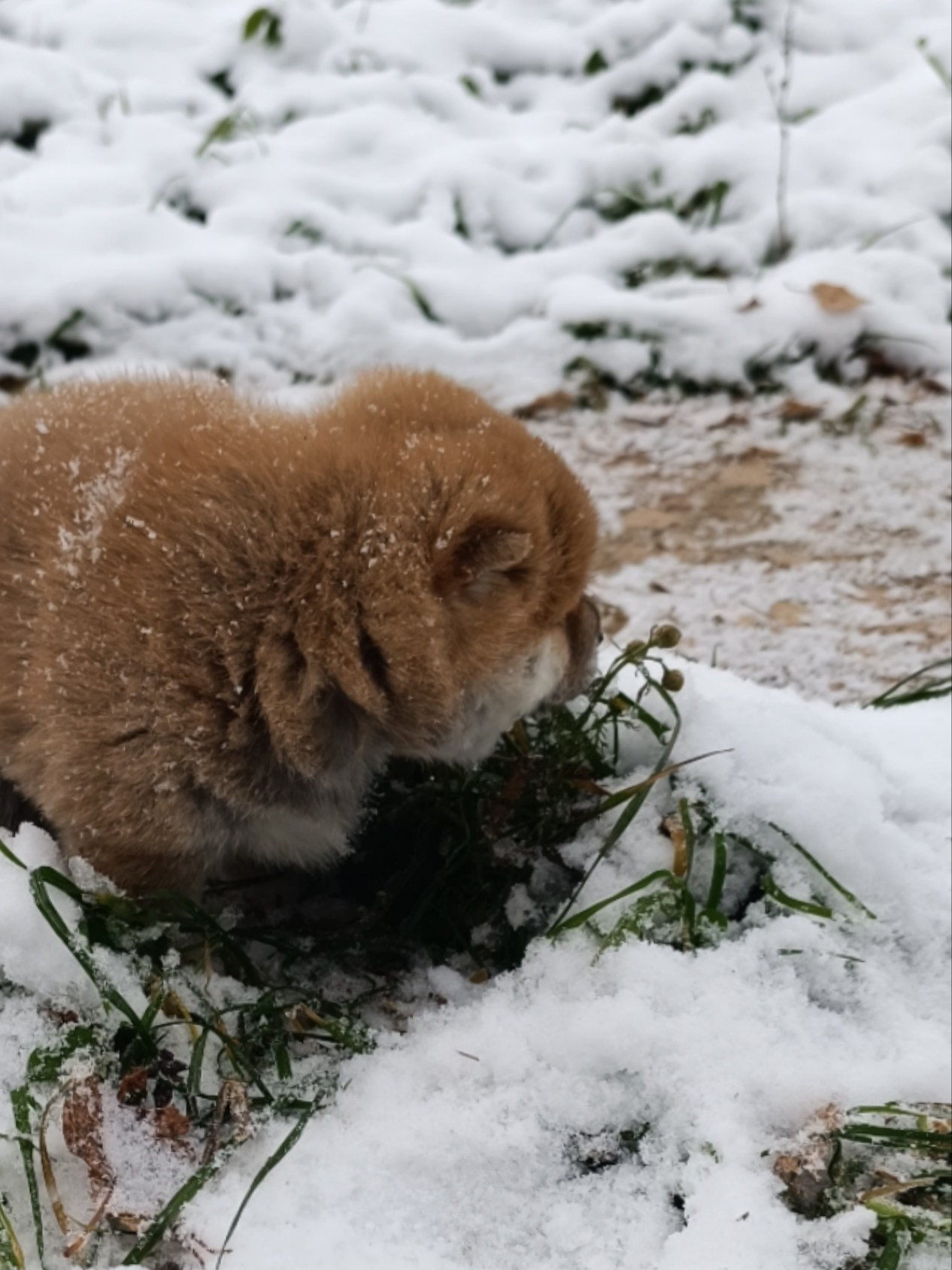 сиба питомник Рубилайт щенки на продажу rubylight  сиба щенки купить СПб Санкт-Петербург 