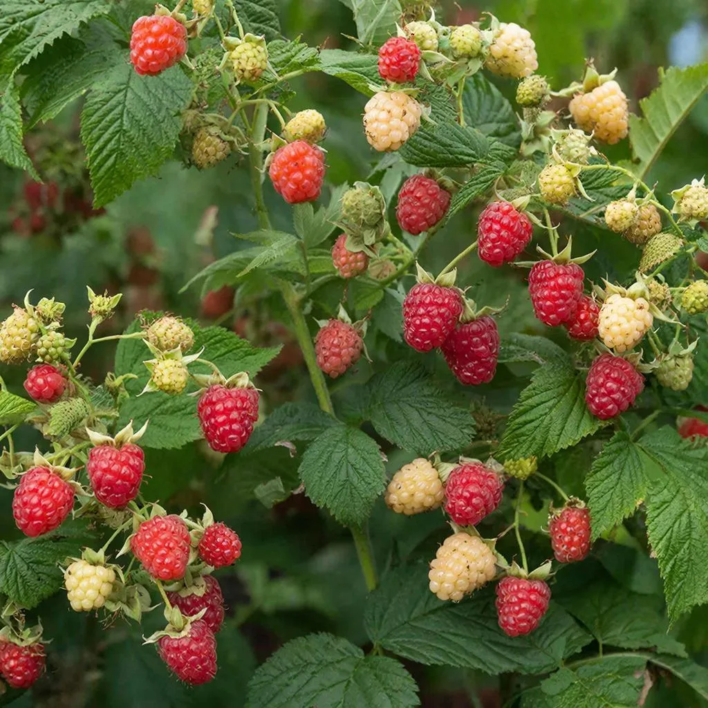 Малина. Лада&Крафт