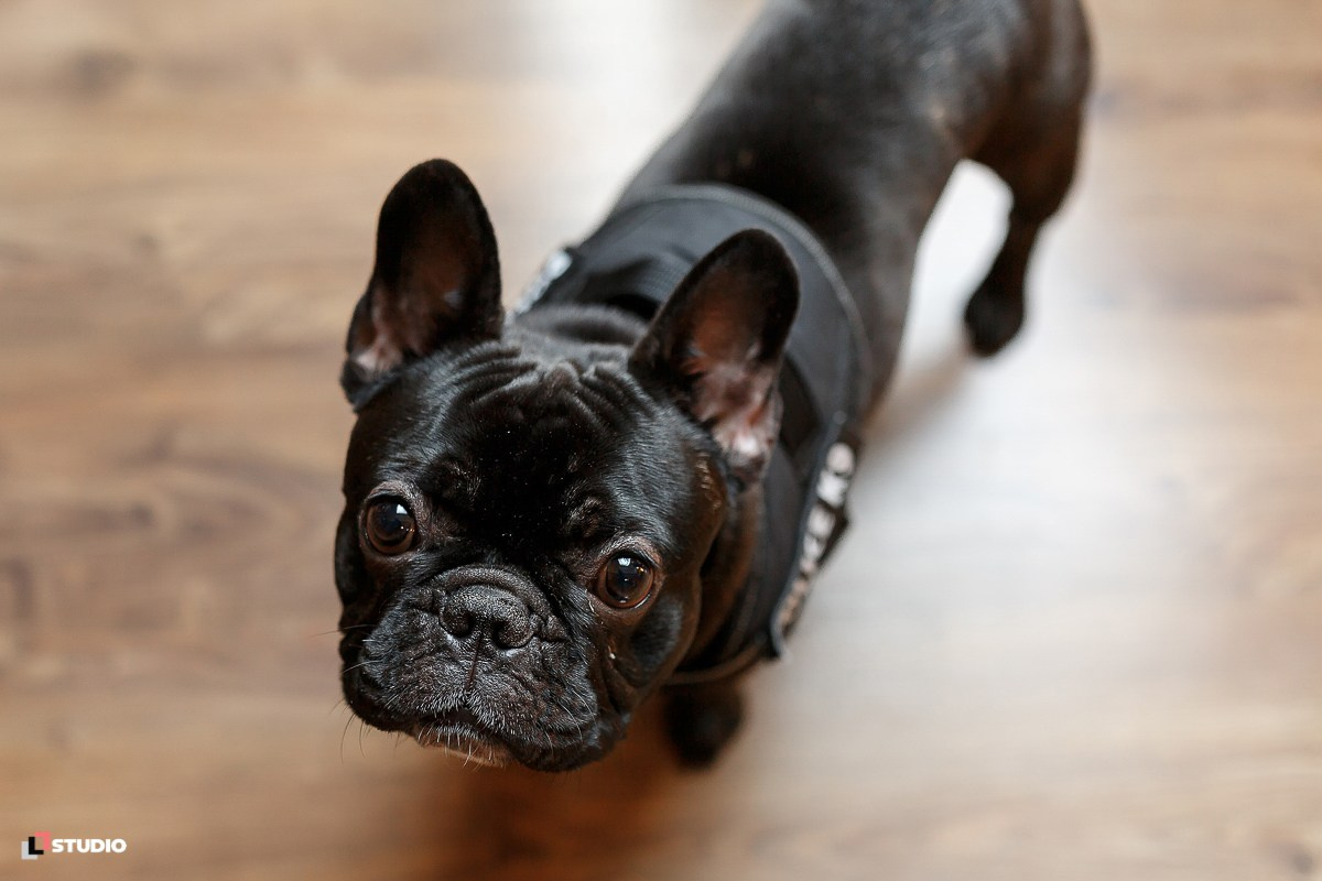 Максим и Диана 2022. Фотограф Соловьев Денис в Московской и Владимирской области