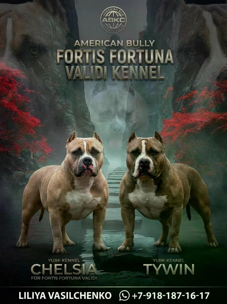 ПИТОМНИК СОБАК ПОРОДЫ АМЕРИКАНСКИЙ БУЛЛИ