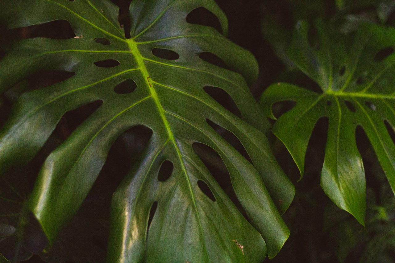 Petro Art — квартет в Таврическом саду (Рок Хиты). EvgenyCraft