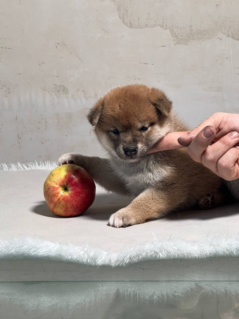 сиба питомник Рубилайт щенки на продажу rubylight  сиба щенки купить СПб Санкт-Петербург 