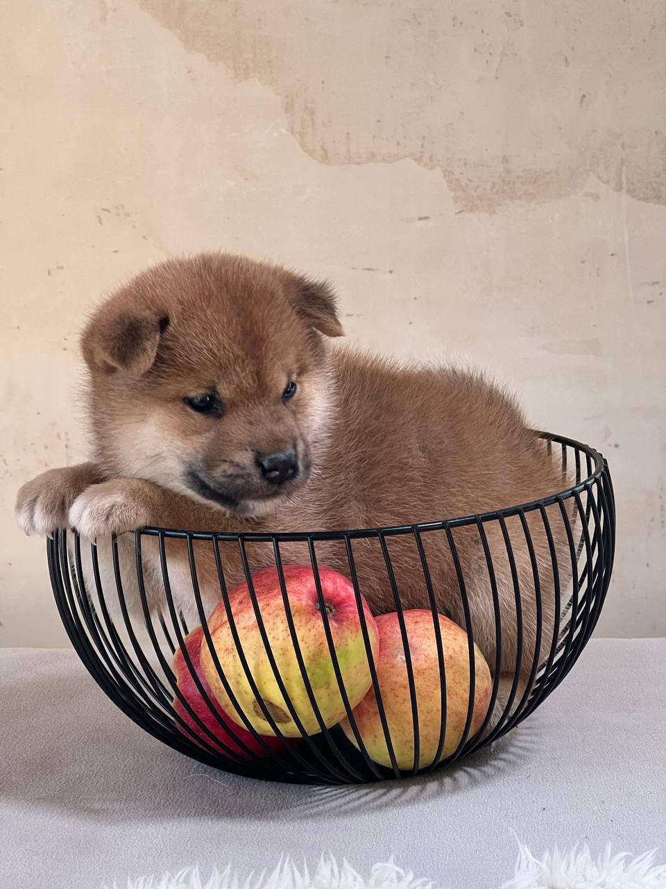 сиба питомник Рубилайт щенки на продажу rubylight  сиба щенки купить СПб Санкт-Петербург 