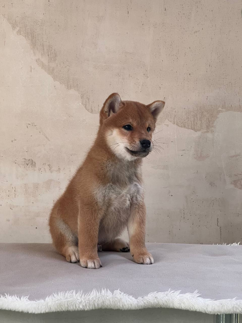 сиба питомник Рубилайт щенки на продажу rubylight  сиба щенки купить СПб Санкт-Петербург 