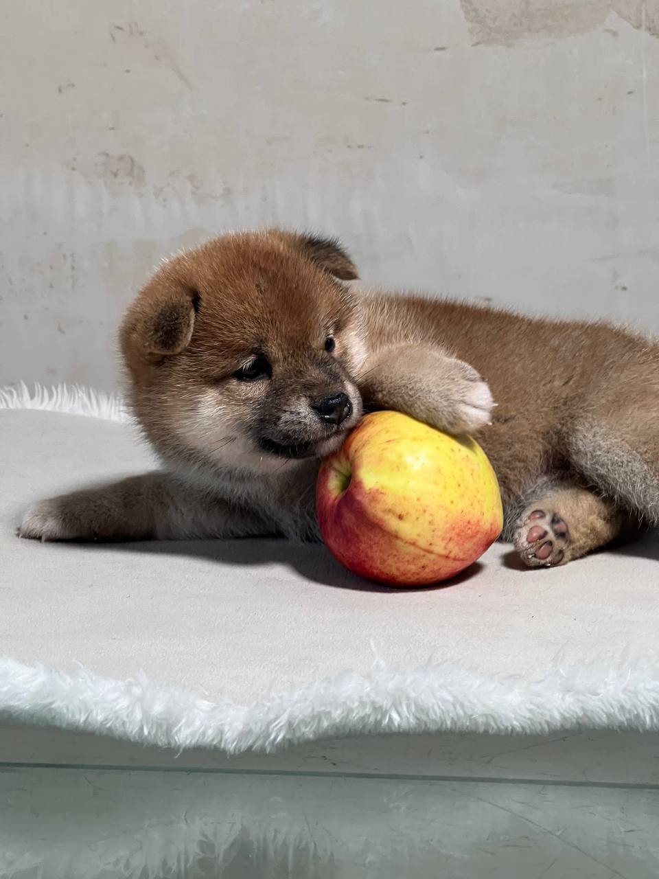 сиба питомник Рубилайт щенки на продажу rubylight  сиба щенки купить СПб Санкт-Петербург 