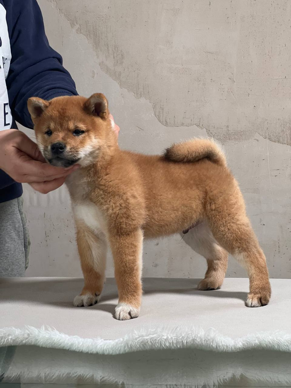 Сиба Rubylight Zack питомник Рубилайт 