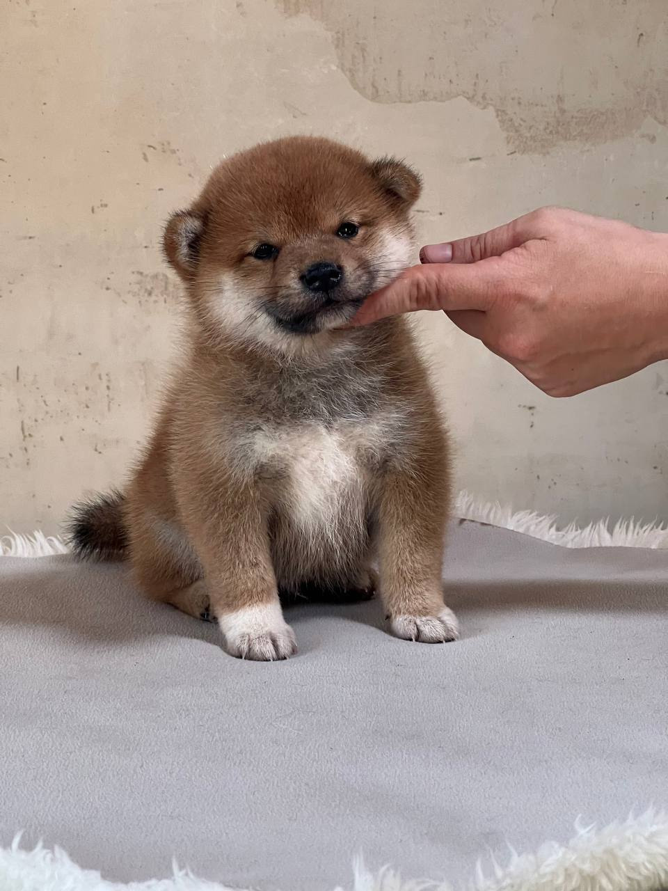 сиба питомник Рубилайт щенки на продажу rubylight  сиба щенки купить СПб Санкт-Петербург 