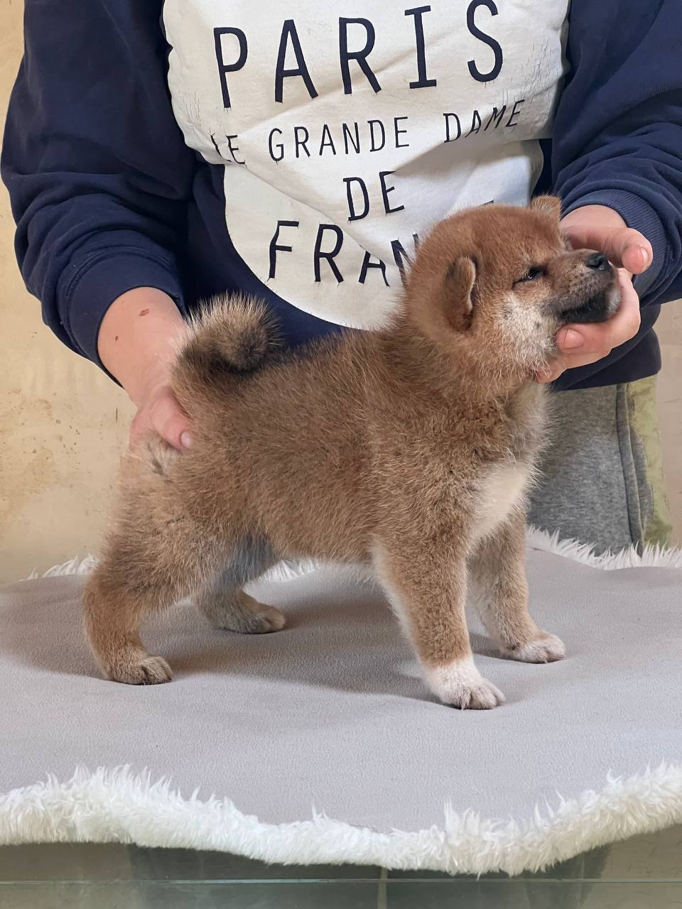 сиба питомник Рубилайт щенки на продажу rubylight  сиба щенки купить СПб Санкт-Петербург 