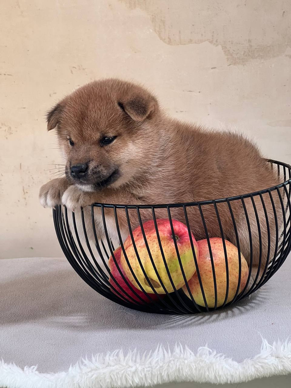 сиба питомник Рубилайт щенки на продажу rubylight  сиба щенки купить СПб Санкт-Петербург 