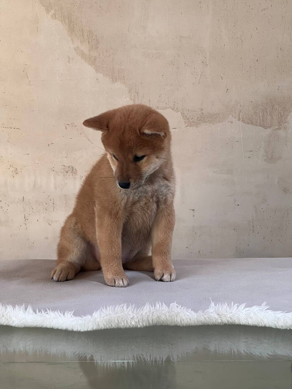 Сиба Rubylight Zoe питомник Рубилайт 