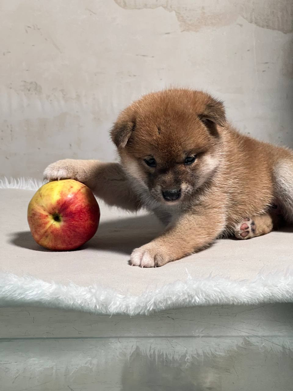 сиба питомник Рубилайт щенки на продажу rubylight  сиба щенки купить СПб Санкт-Петербург 