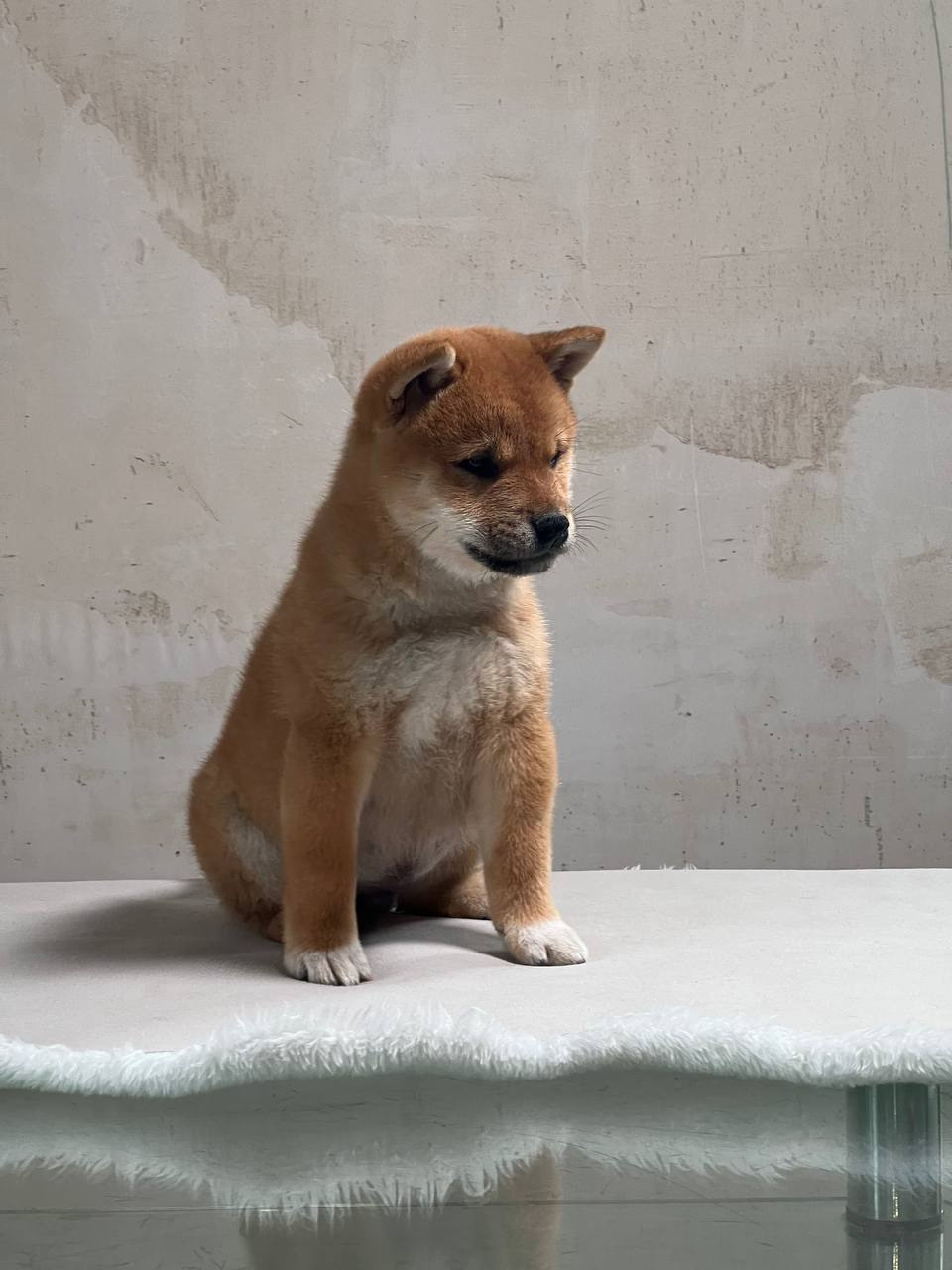 Сиба Rubylight Zack питомник Рубилайт 