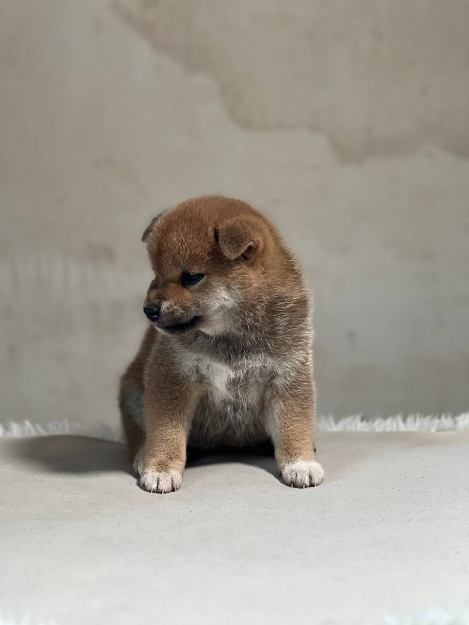 сиба питомник Рубилайт щенки на продажу rubylight  сиба щенки купить СПб Санкт-Петербург 