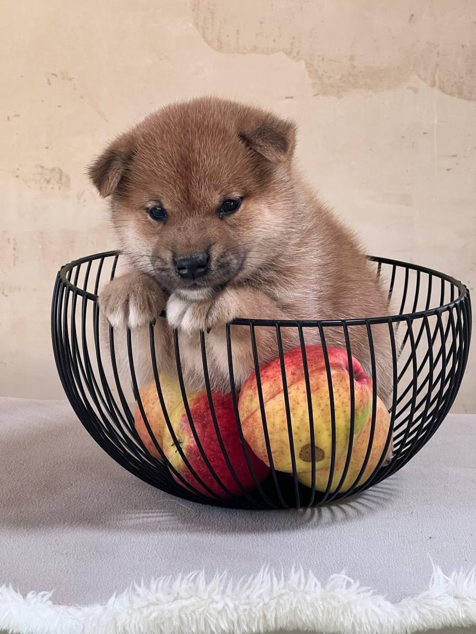 сиба питомник Рубилайт щенки на продажу rubylight  сиба щенки купить СПб Санкт-Петербург 