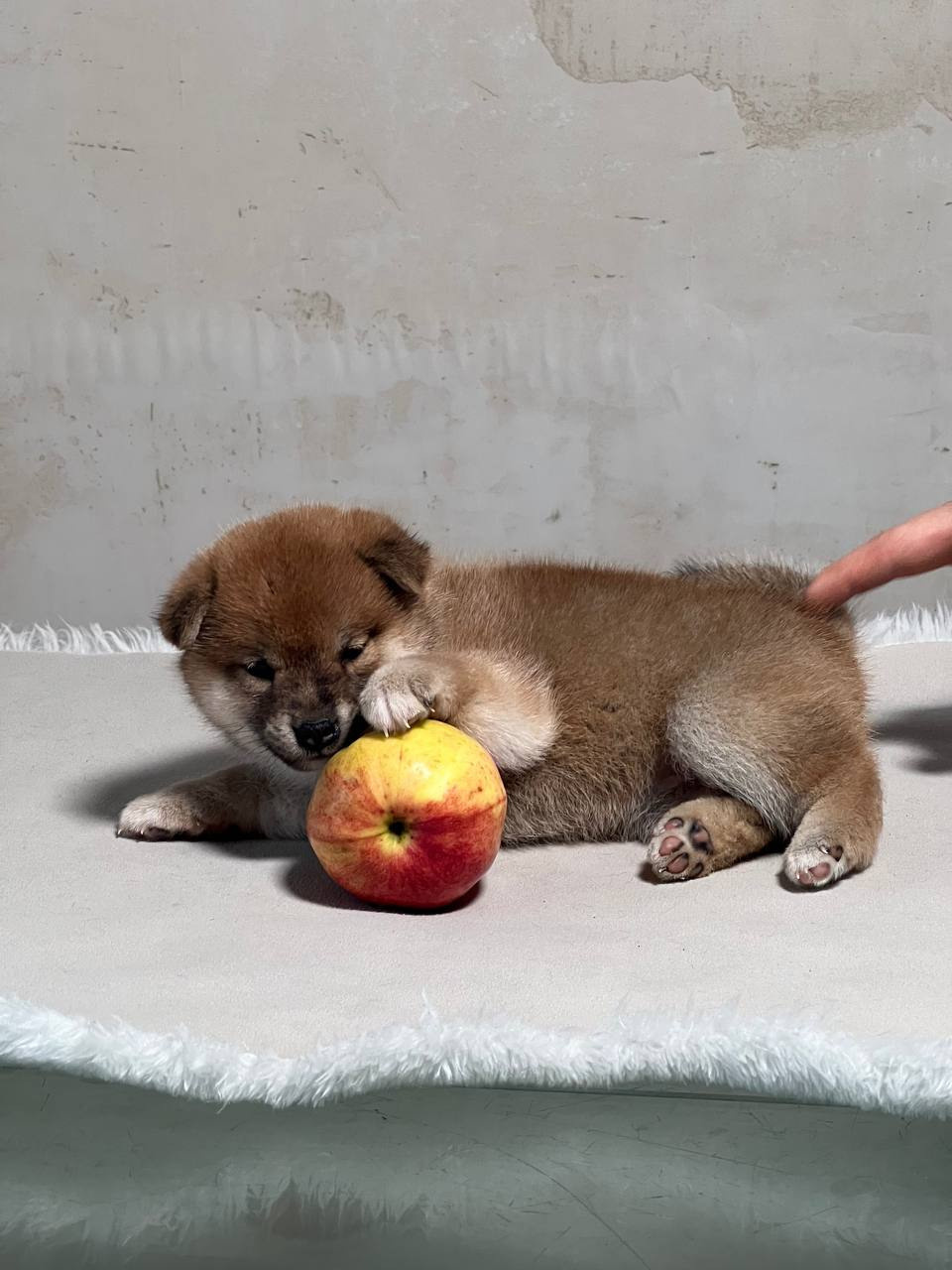 сиба питомник Рубилайт щенки на продажу rubylight  сиба щенки купить СПб Санкт-Петербург 