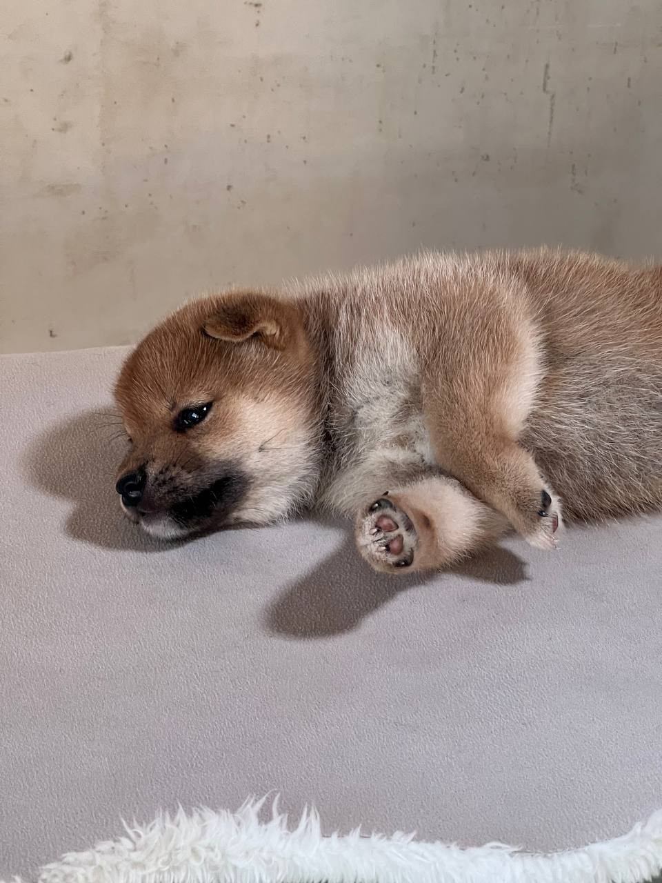 сиба питомник Рубилайт щенки на продажу rubylight  сиба щенки купить СПб Санкт-Петербург 