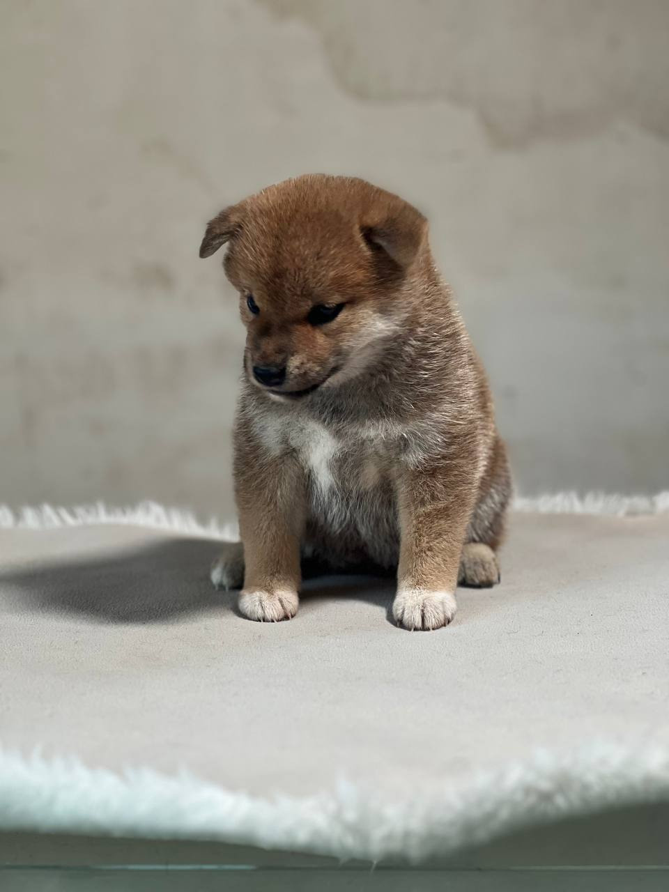 сиба питомник Рубилайт щенки на продажу rubylight  сиба щенки купить СПб Санкт-Петербург 