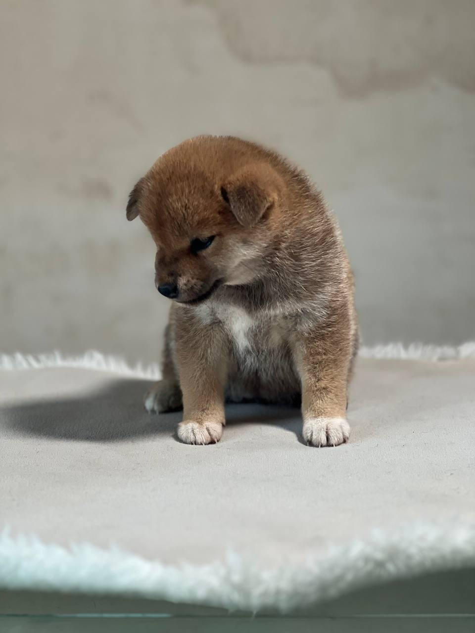 сиба питомник Рубилайт щенки на продажу rubylight  сиба щенки купить СПб Санкт-Петербург 