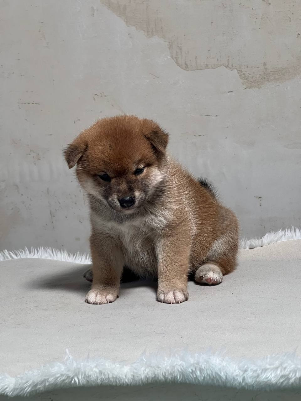 сиба питомник Рубилайт щенки на продажу rubylight  сиба щенки купить СПб Санкт-Петербург 