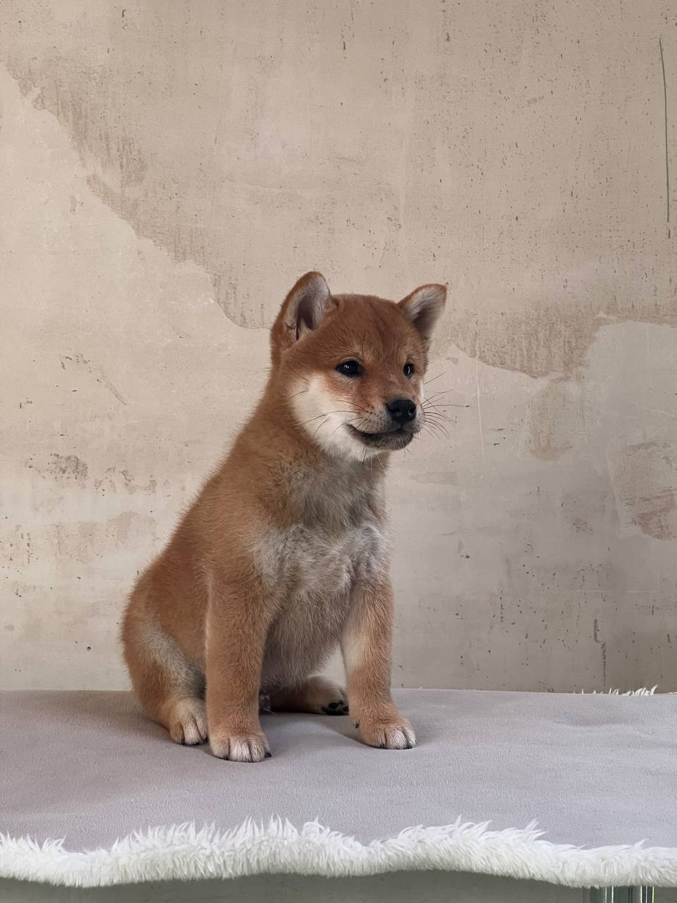 сиба питомник Рубилайт щенки на продажу rubylight  сиба щенки купить СПб Санкт-Петербург 