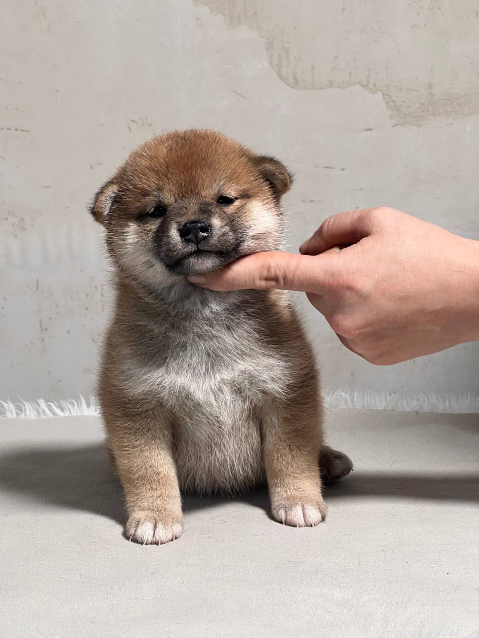 сиба питомник Рубилайт щенки на продажу rubylight  сиба щенки купить СПб Санкт-Петербург 