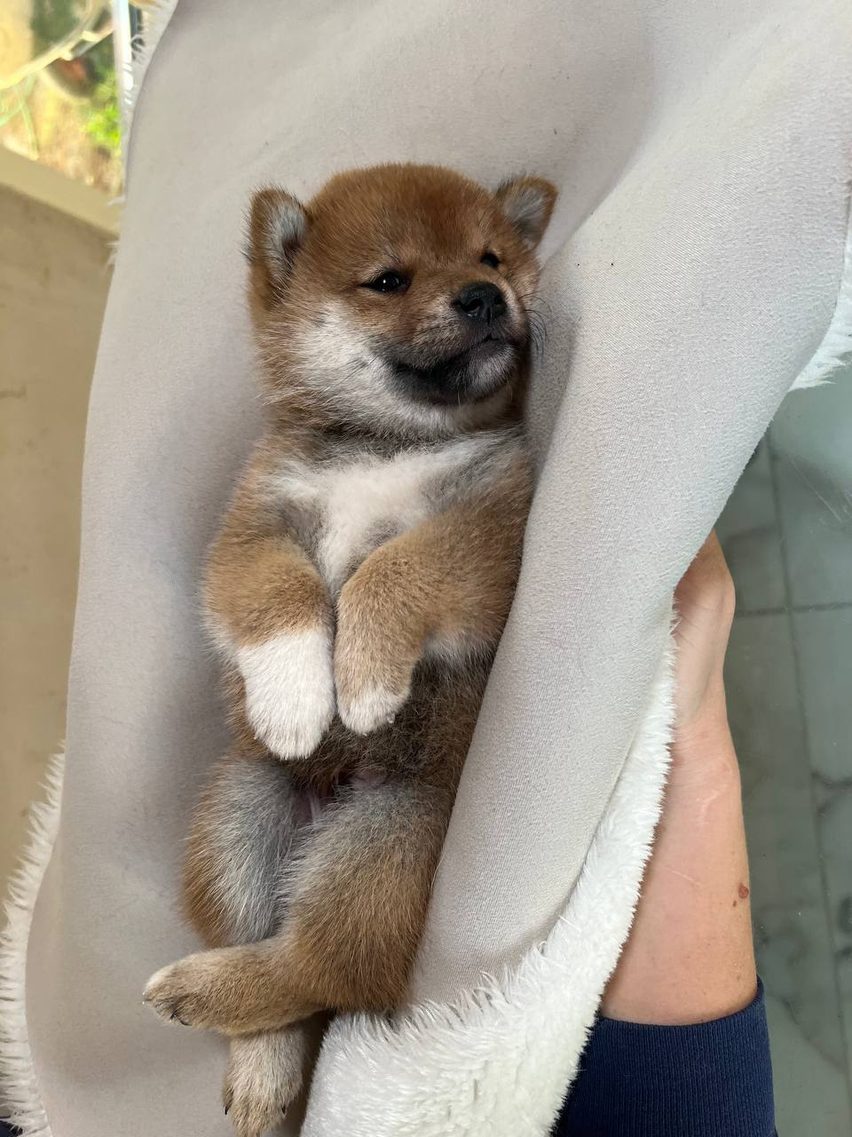 сиба питомник Рубилайт щенки на продажу rubylight  сиба щенки купить СПб Санкт-Петербург 