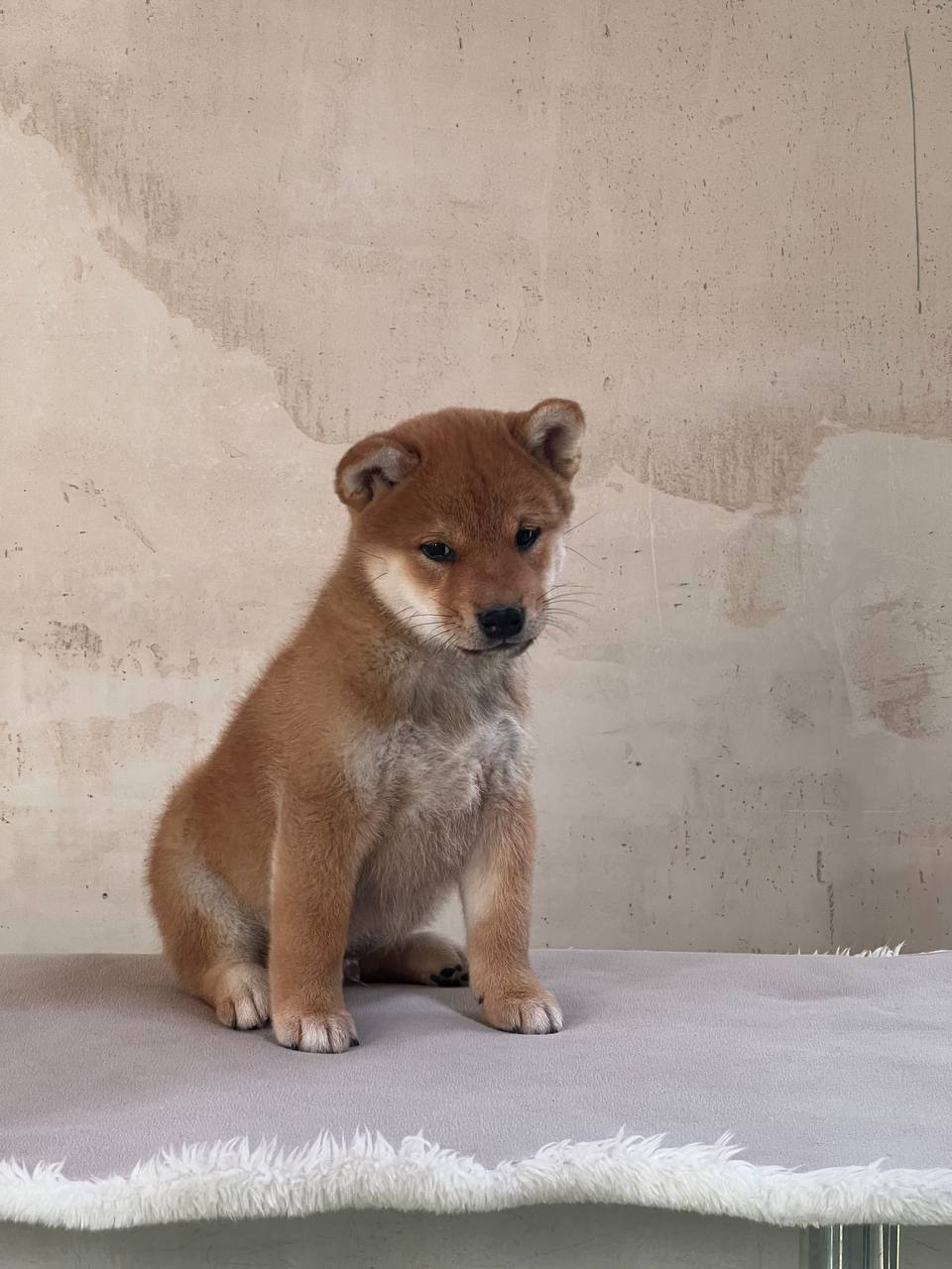 сиба питомник Рубилайт щенки на продажу rubylight  сиба щенки купить СПб Санкт-Петербург 