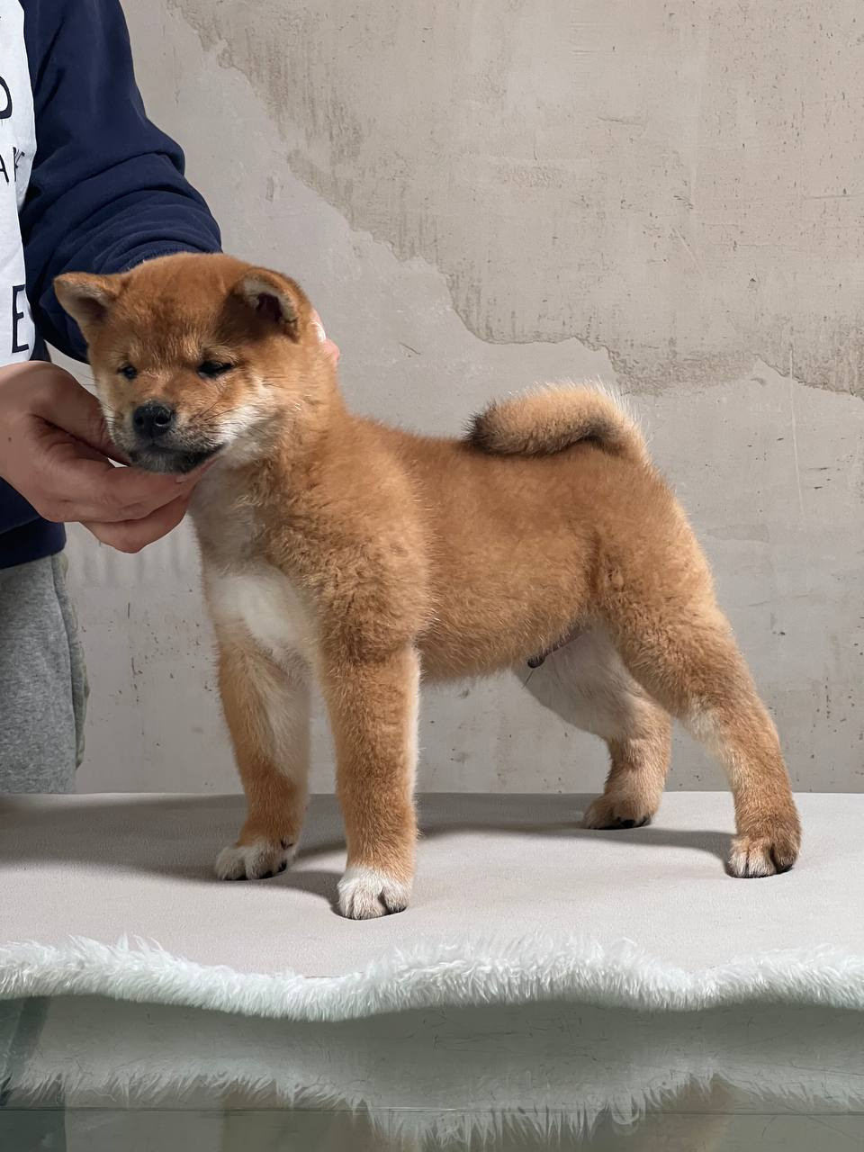 Сиба Rubylight Zack питомник Рубилайт 