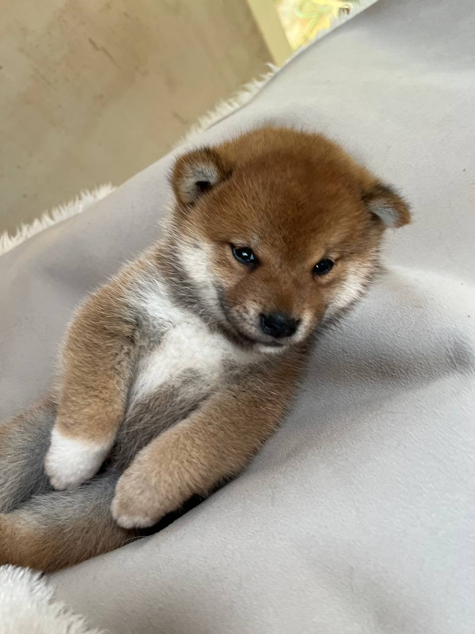 сиба питомник Рубилайт щенки на продажу rubylight  сиба щенки купить СПб Санкт-Петербург 