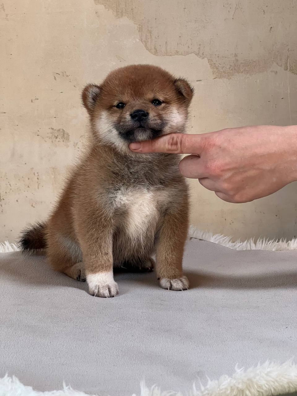 сиба питомник Рубилайт щенки на продажу rubylight  сиба щенки купить СПб Санкт-Петербург 