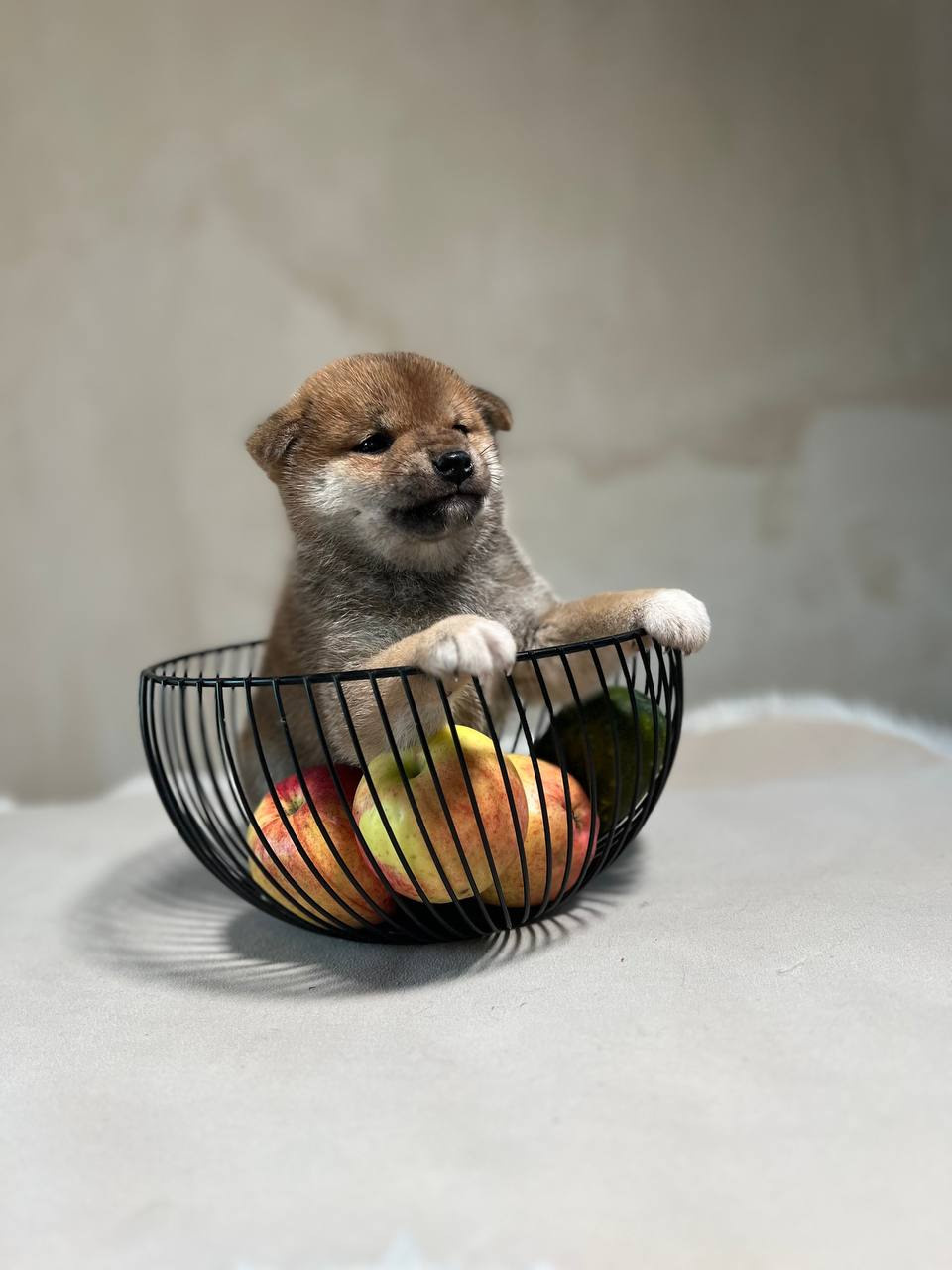 сиба питомник Рубилайт щенки на продажу rubylight  сиба щенки купить СПб Санкт-Петербург 