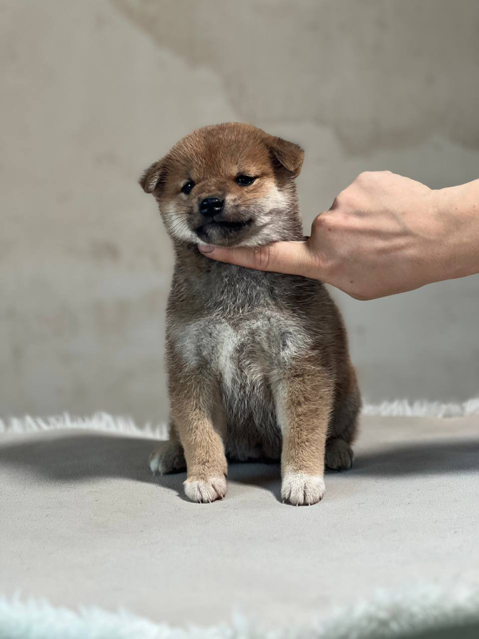 сиба питомник Рубилайт щенки на продажу rubylight  сиба щенки купить СПб Санкт-Петербург 