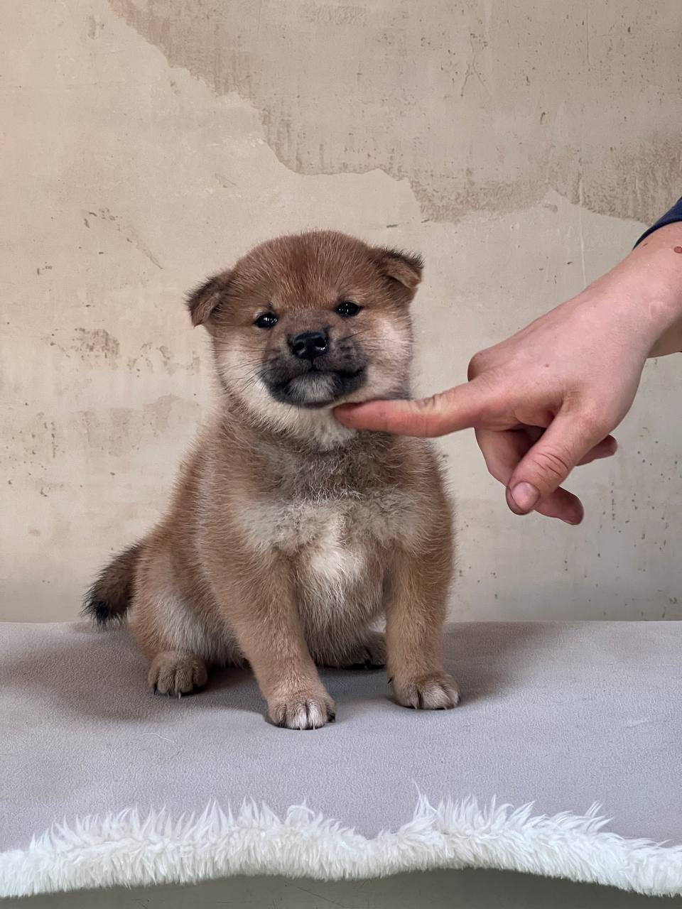 сиба питомник Рубилайт щенки на продажу rubylight  сиба щенки купить СПб Санкт-Петербург 