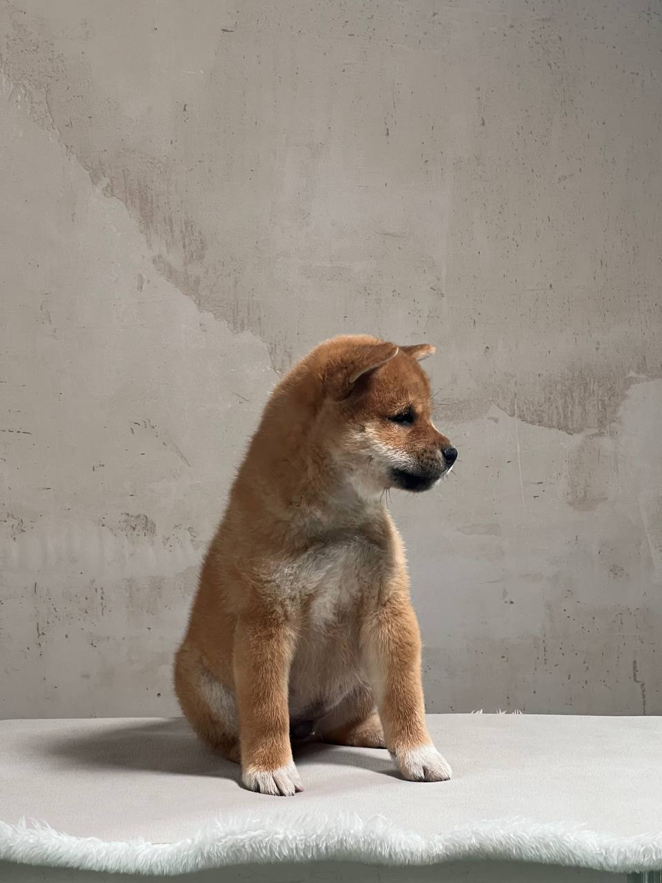 Сиба Rubylight Zack питомник Рубилайт 