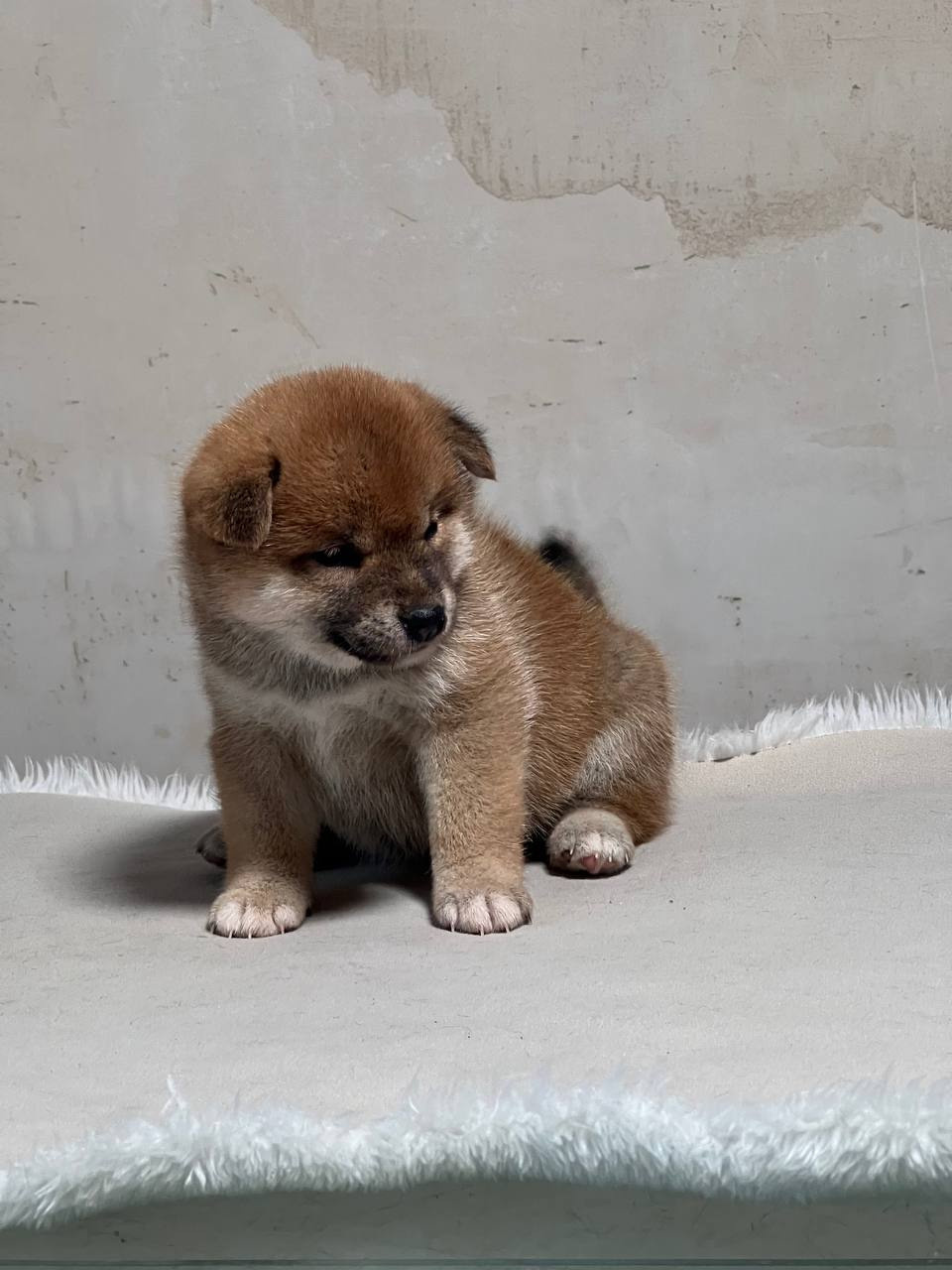 сиба питомник Рубилайт щенки на продажу rubylight  сиба щенки купить СПб Санкт-Петербург 