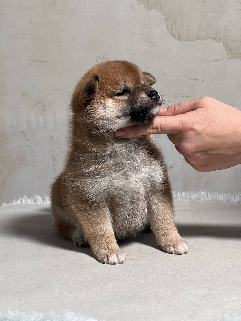 сиба питомник Рубилайт щенки на продажу rubylight  сиба щенки купить СПб Санкт-Петербург 