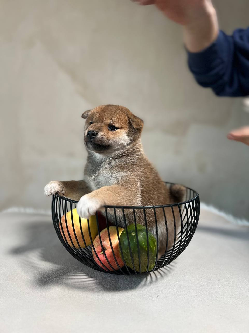 сиба питомник Рубилайт щенки на продажу rubylight  сиба щенки купить СПб Санкт-Петербург 