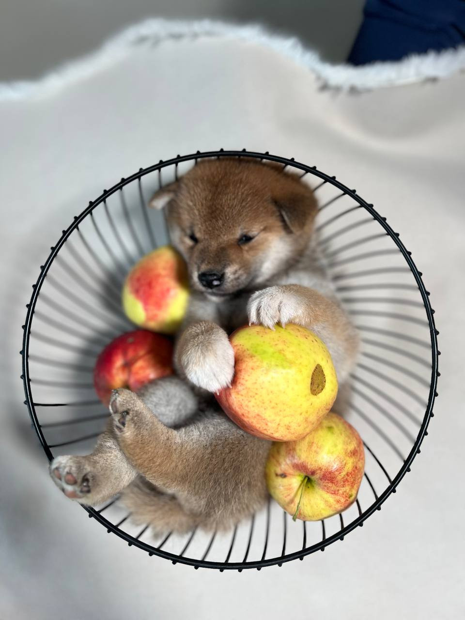 сиба питомник Рубилайт щенки на продажу rubylight  сиба щенки купить СПб Санкт-Петербург 