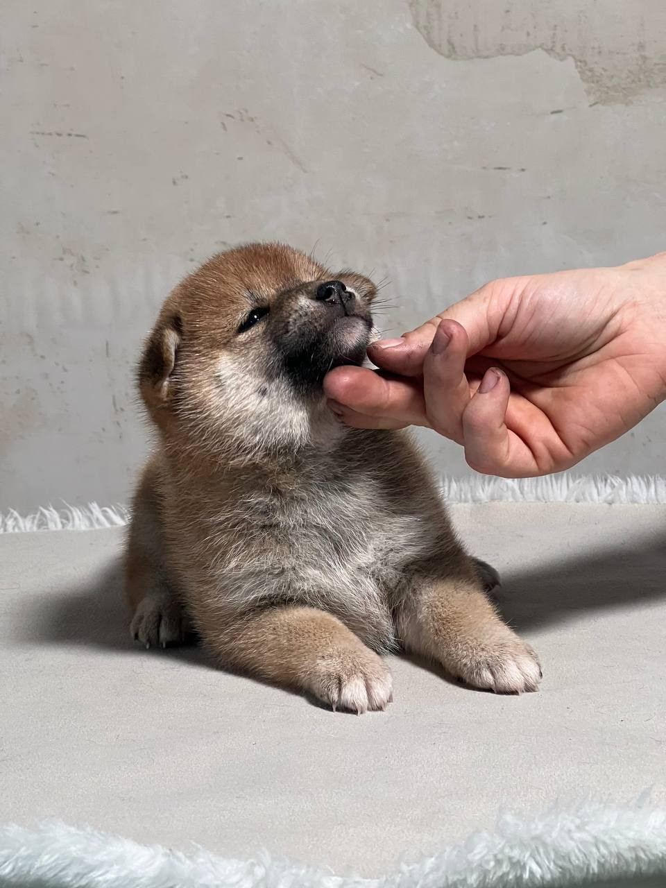 сиба питомник Рубилайт щенки на продажу rubylight  сиба щенки купить СПб Санкт-Петербург 