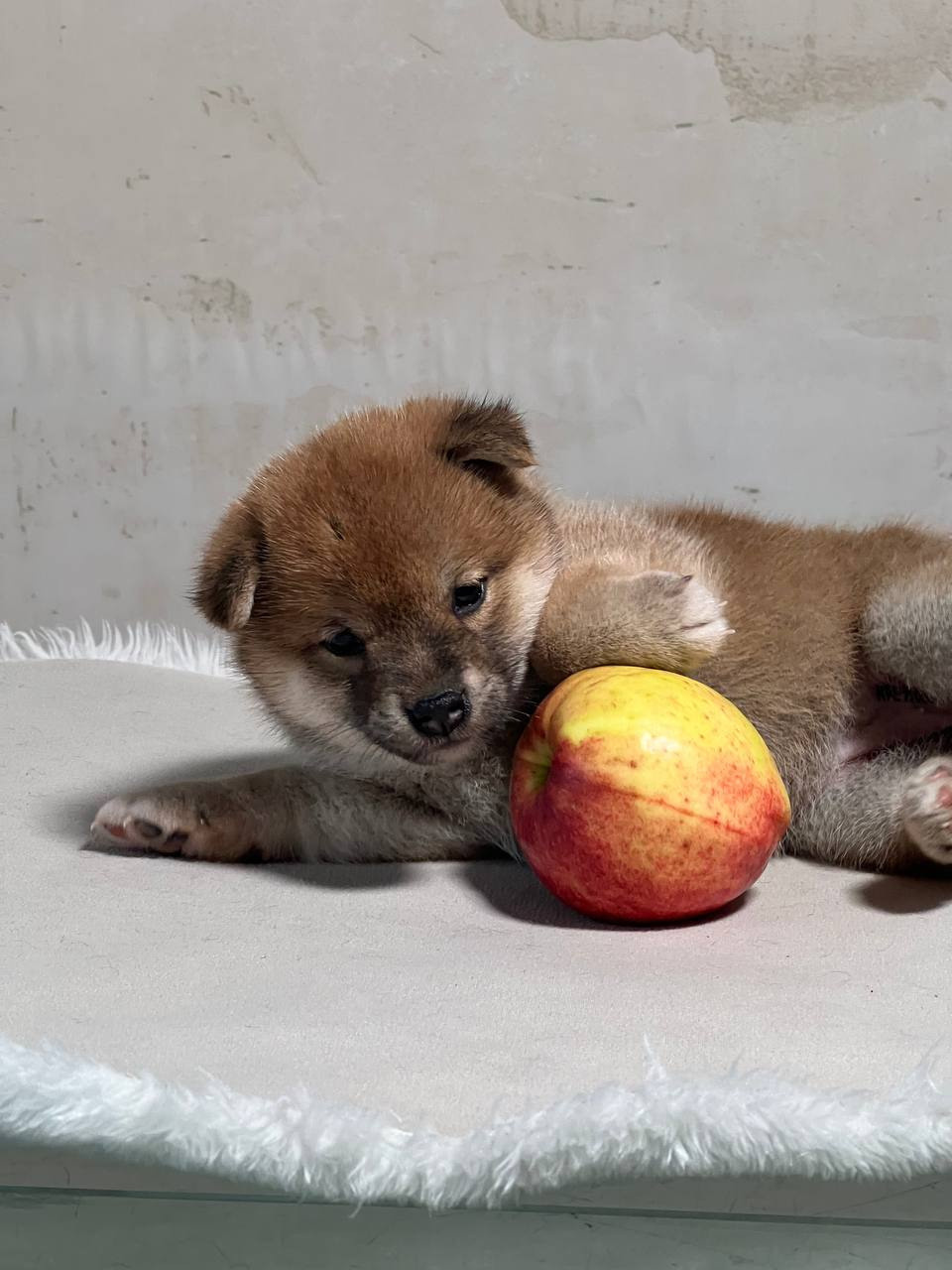 сиба питомник Рубилайт щенки на продажу rubylight  сиба щенки купить СПб Санкт-Петербург 