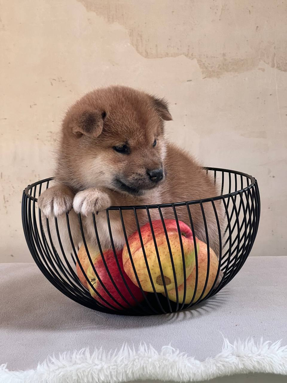 сиба питомник Рубилайт щенки на продажу rubylight  сиба щенки купить СПб Санкт-Петербург 