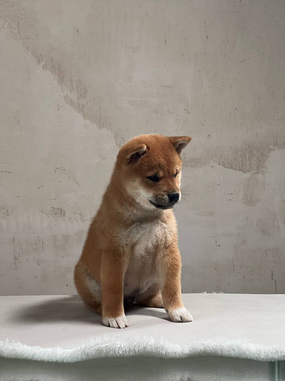 Сиба Rubylight Zack питомник Рубилайт 