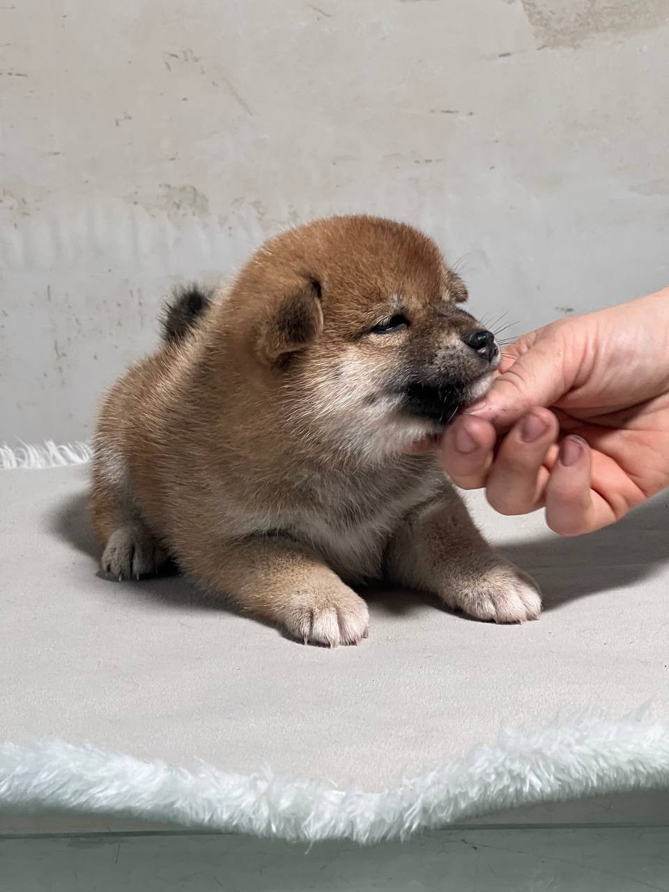 сиба питомник Рубилайт щенки на продажу rubylight  сиба щенки купить СПб Санкт-Петербург 