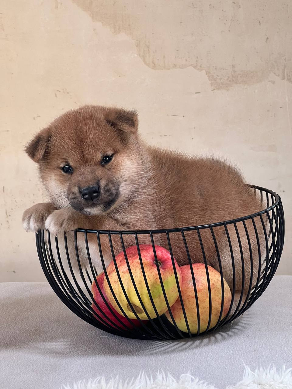 сиба питомник Рубилайт щенки на продажу rubylight  сиба щенки купить СПб Санкт-Петербург 