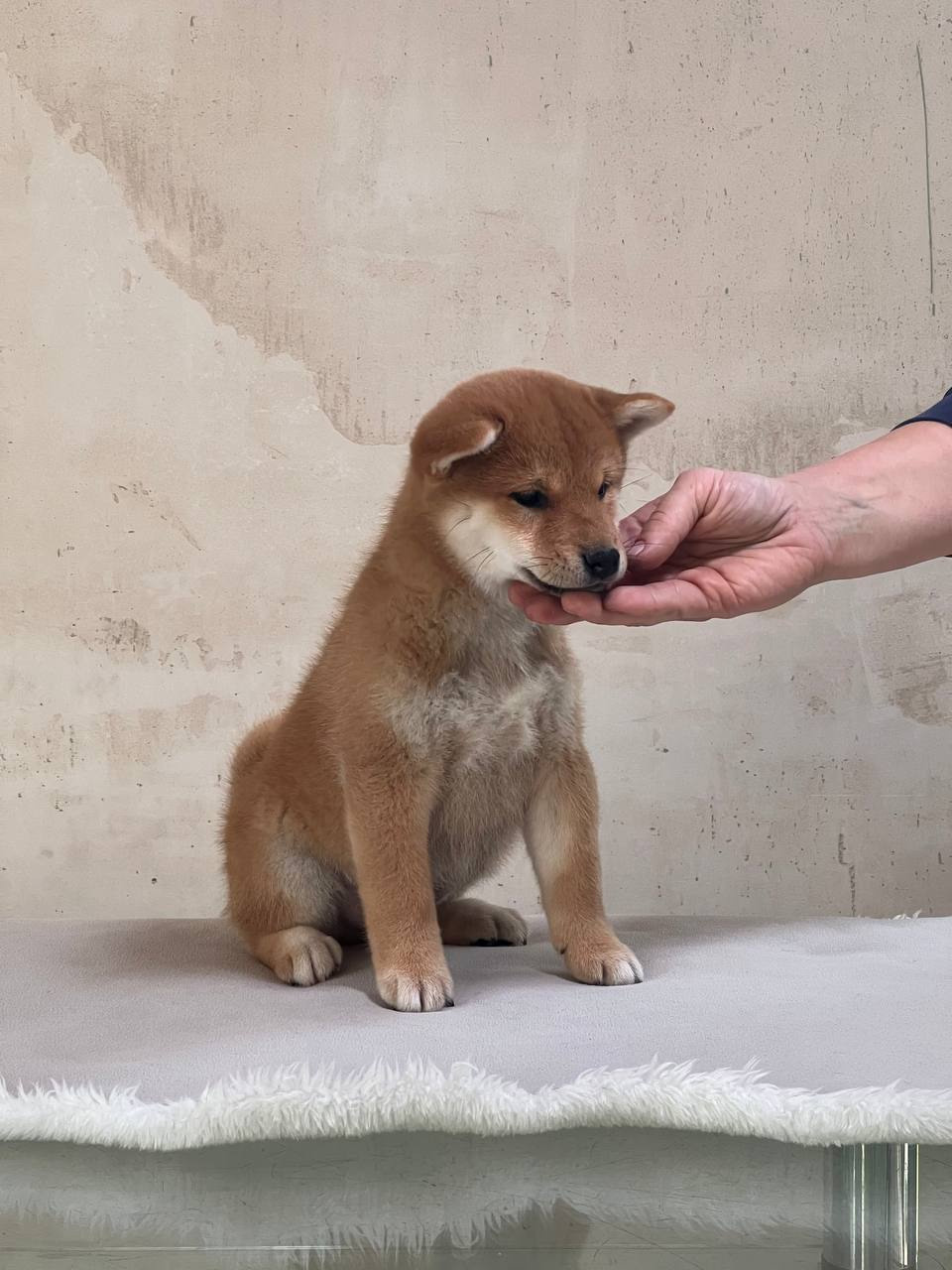 сиба питомник Рубилайт щенки на продажу rubylight  сиба щенки купить СПб Санкт-Петербург 