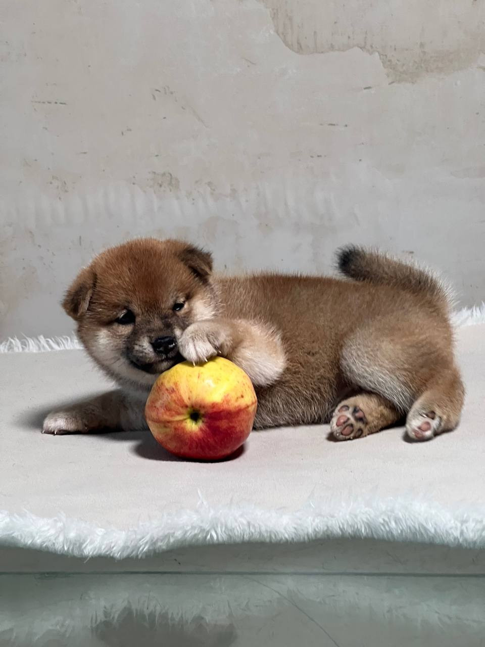 сиба питомник Рубилайт щенки на продажу rubylight  сиба щенки купить СПб Санкт-Петербург 